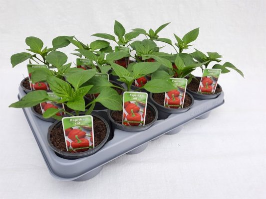 Paprika červená, P 9