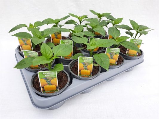 Paprika žlutá,  P 9