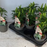 Capsicum annuum Chili Jalapeno P11