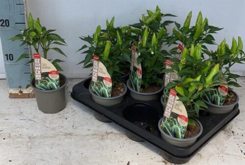 Capsicum annuum Chili Jalapeno P11 - Obrázek 1