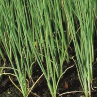 Allium schoenoprasum