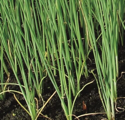 Allium schoenoprasum - Obrázek 1