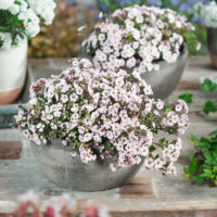 Gypsophila cerastioides