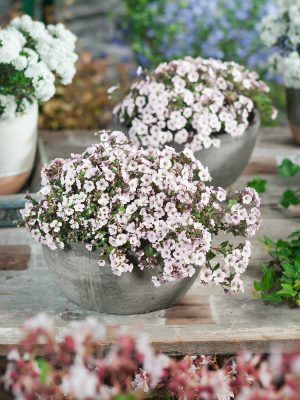 Gypsophila cerastioides