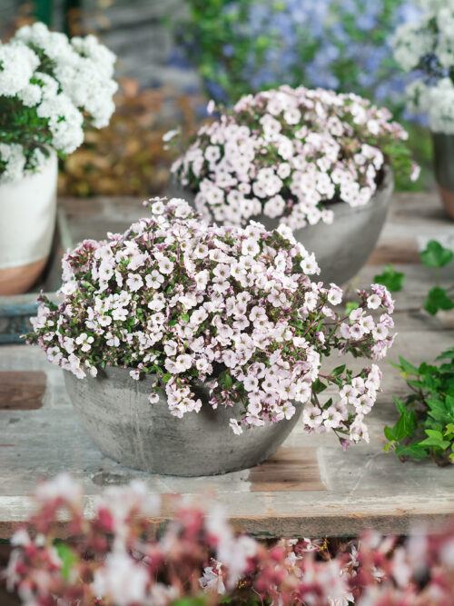 Gypsophila cerastioides - Obrázek 1