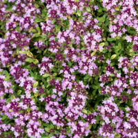Thymus serpyllum