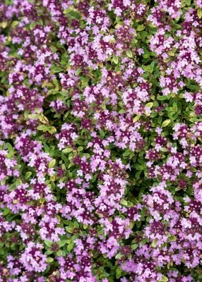 Thymus serpyllum