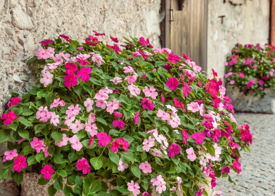 Netýkavka Wallerova, 10–pack – mix barev