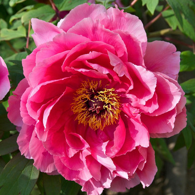 Paeonia sufr. 'Luo Yang Hong'
