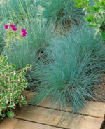 Festuca amethystina - Obrázek 2