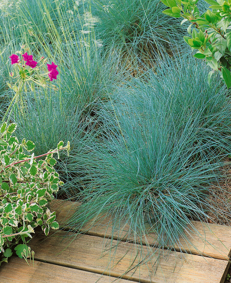 Festuca amethystina