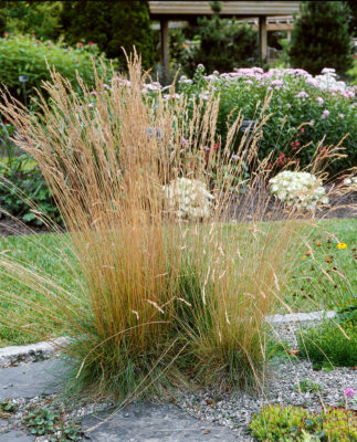 Festuca amethystina