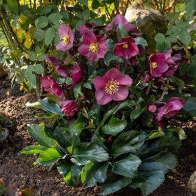 Helleborus orientalis 'Halcyon Early Dark Red'