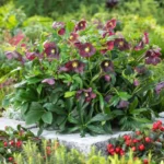 Helleborus orientalis 'Halcyon Early Dark Red' - Obrázek 2