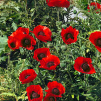 Papaver orientale 'Beauty of Livermere'