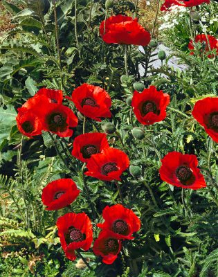 Papaver orientale 'Beauty of Livermere'