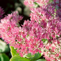 Sedum spectabile ´Carmen´