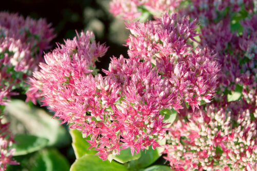 Sedum spectabile ´Carmen´ - Obrázek 1