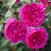 ROSA 'David Austin'® James L. Austin®