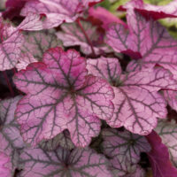 Heuchera hybrida 'Forever Purple'