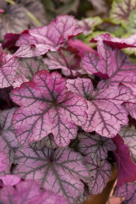 Heuchera hybrida 'Forever Purple'