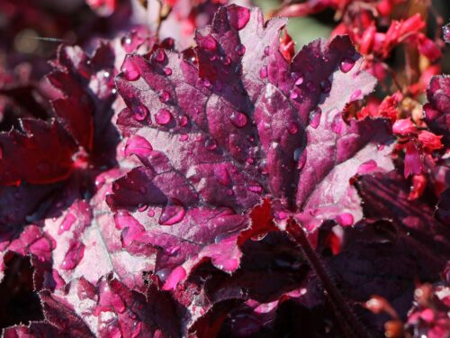 Heuchera hybrida 'Forever Purple' - Obrázek 2
