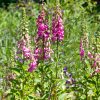 Digitalis purpurea - C3L-mix