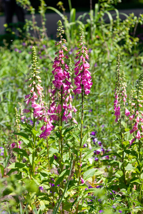 Digitalis purpurea - Obrázek 1