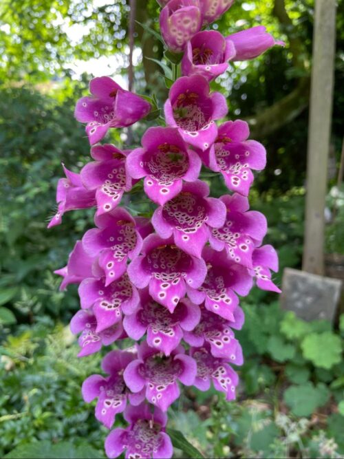 Digitalis purpurea - Obrázek 2