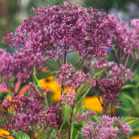 Eupatorium maculatum 'Atropurpureum'