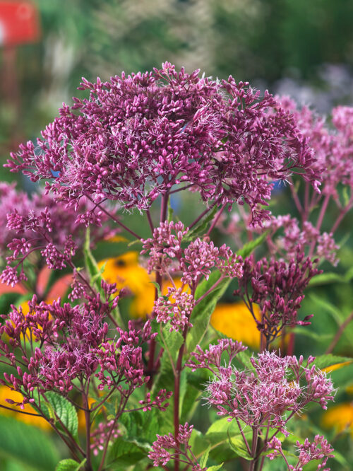Eupatorium maculatum 'Atropurpureum' - Image 1