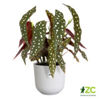 Obal Jazz - silky white 14 cm