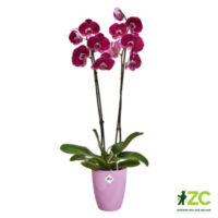 Obal Brussels Diamond Orchid High - vivid violet 12,5 cm