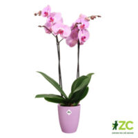 Obal Brussels Orchid High - vivid violet 12,5 cm