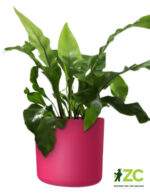 Obal Lora - viva magenta 14 cm