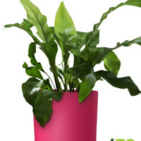 Obal Lora - viva magenta 14 cm