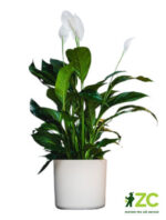 Obal Lora - písková 14 cm
