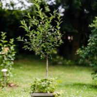 Truhlík samozavlažovací Berberis Uno - taupe 45 cm