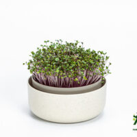 Klíčící miska MICROGREENS - slonová kost s kávovou sedlinou