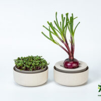 Klíčící miska REGROW - slonová kost