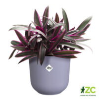 Obal Jazz - lavender lilac 16 cm
