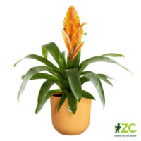 Obal Jazz - amber yellow 16 cm