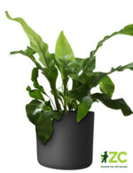 Obal Lora - antracit 22 cm