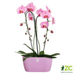 Obal Brussels Orchid Duo - vivid violet 25 cm