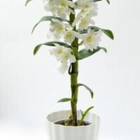 Obal Ola - bílá 13 cm