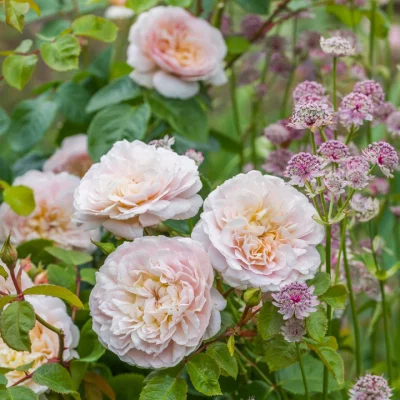 ROSA 'David Austin'® Emily Brontë®
