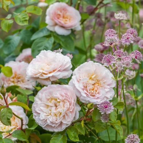 ROSA 'David Austin'® Emily Brontë® - Obrázek 1