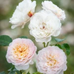 ROSA 'David Austin'® Emily Brontë® - Obrázek 4
