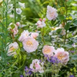 ROSA 'David Austin'® Emily Brontë® - Obrázek 3