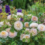 ROSA 'David Austin'® Emily Brontë® - Obrázek 2